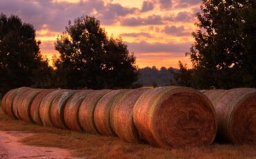 Hay bales with sunset